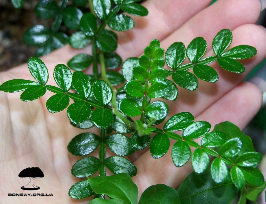 Зантоксилум американский