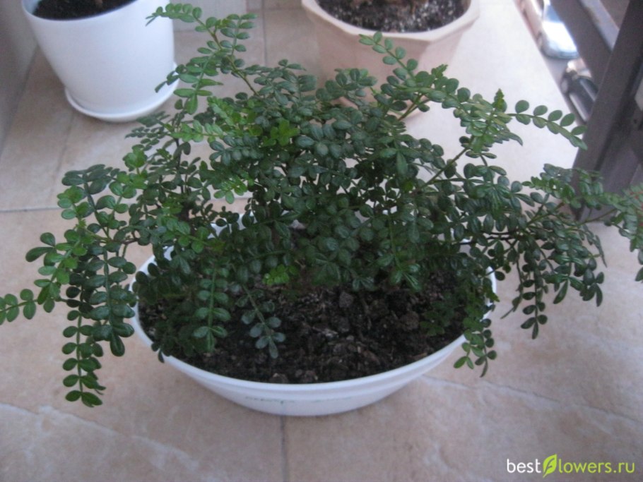 Зантоксилум дерево