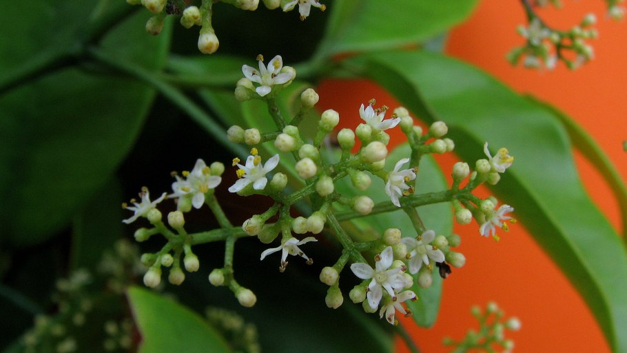 Zanthoxylum schinifolium