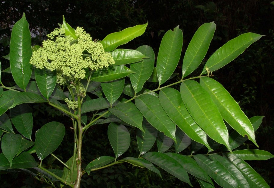 Зантоксилум фагара