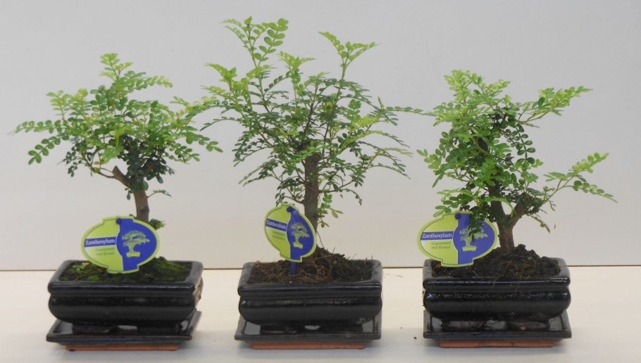 Зантоксилум фагара