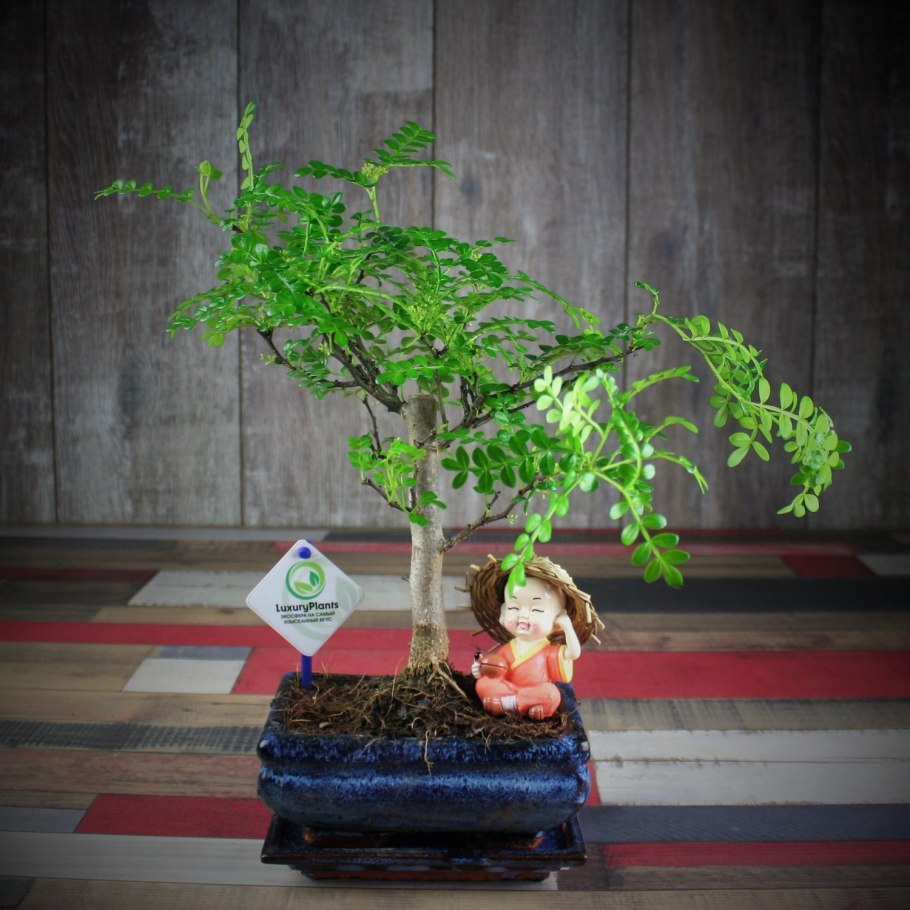 Зантоксилум фагара