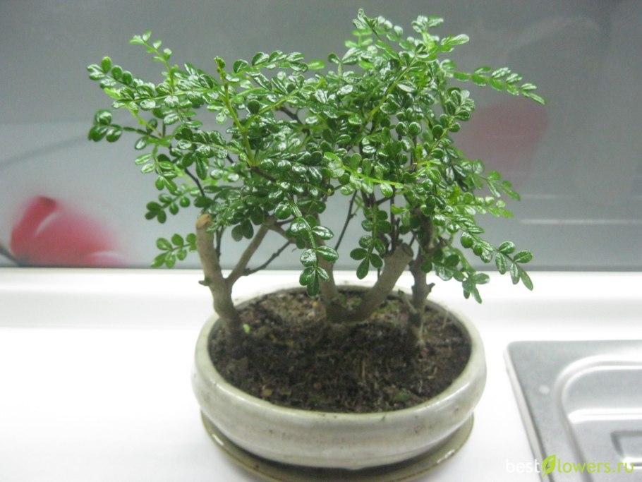 Зантоксилум бонсай