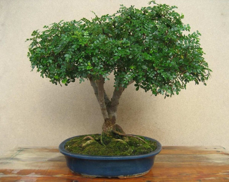 Зантоксилум фагара