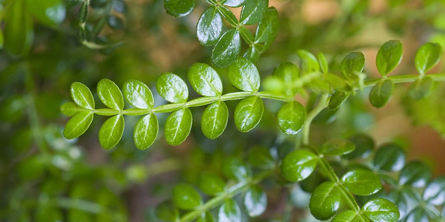 Зантоксилум перечный