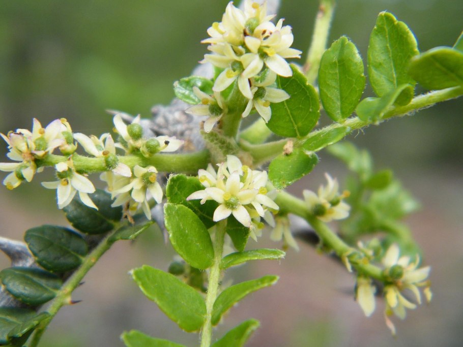 Зантоксилум фагара