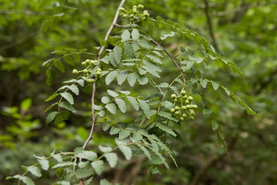 Zanthoxylum bungeanum