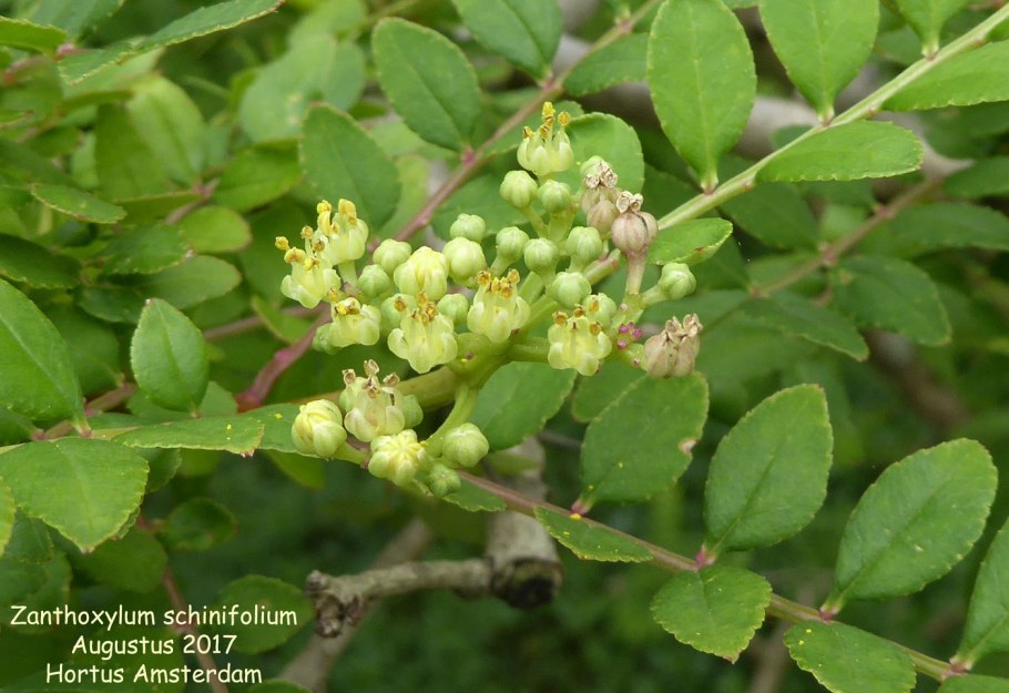 Zanthoxylum piperitum