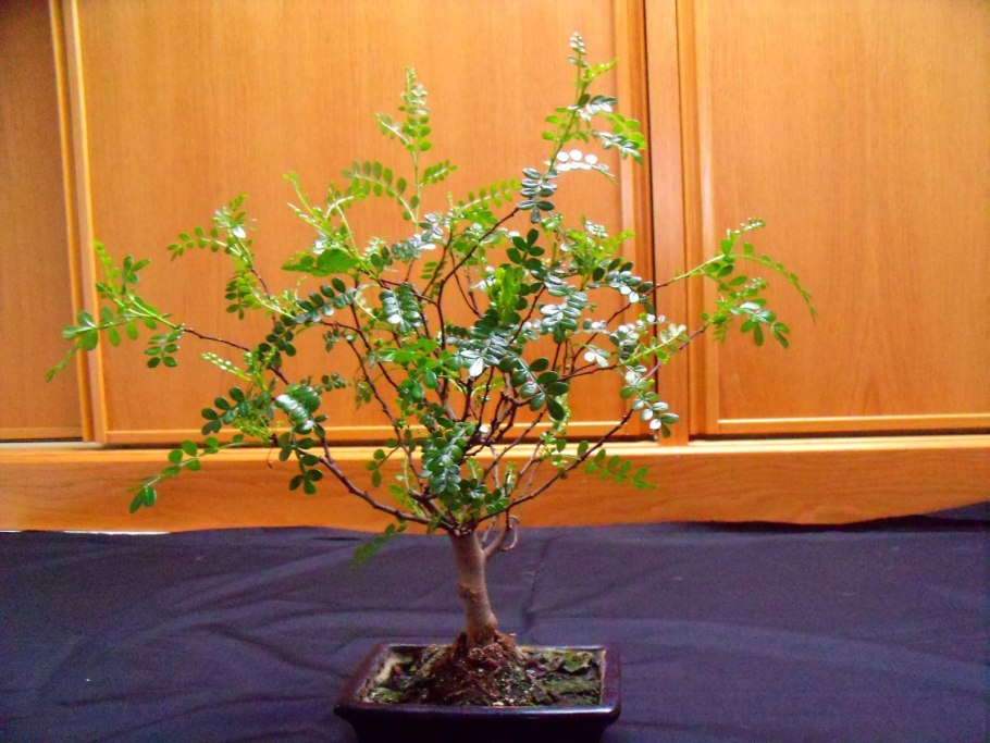 Зантоксилум бонсай