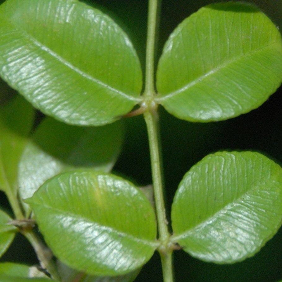 Зантоксилум вариегатный