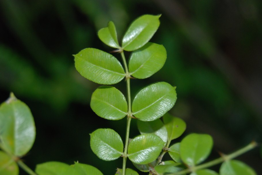 Zanthoxylum piperitum