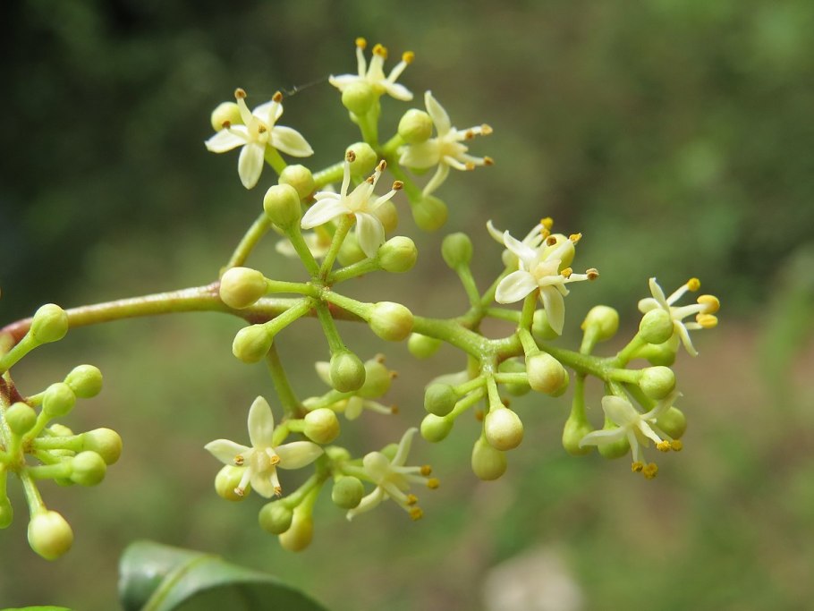 Zanthoxylum nitidum