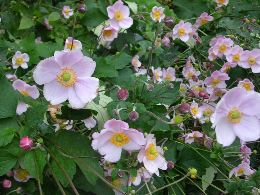 Анемона японская (Anemone japonica)