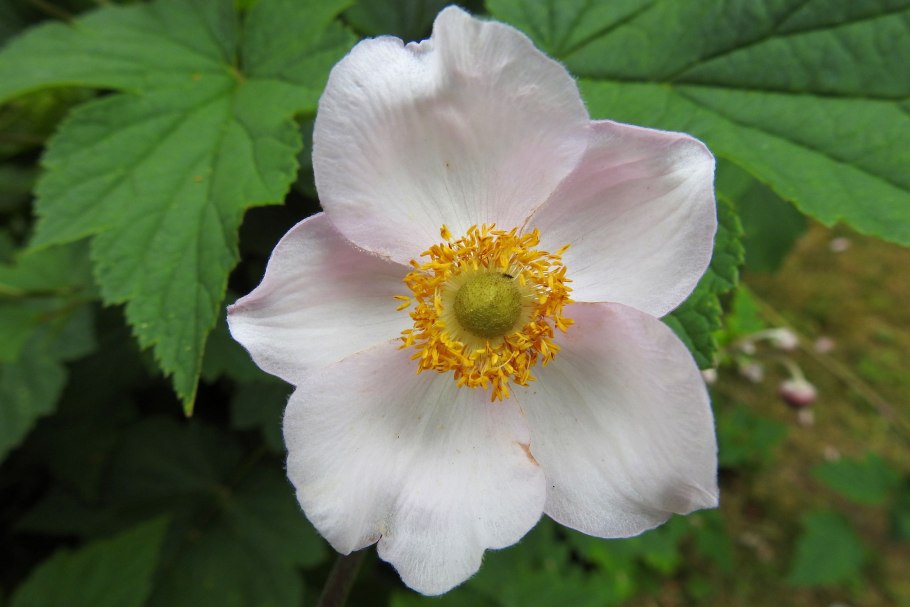 Ветреница розовая