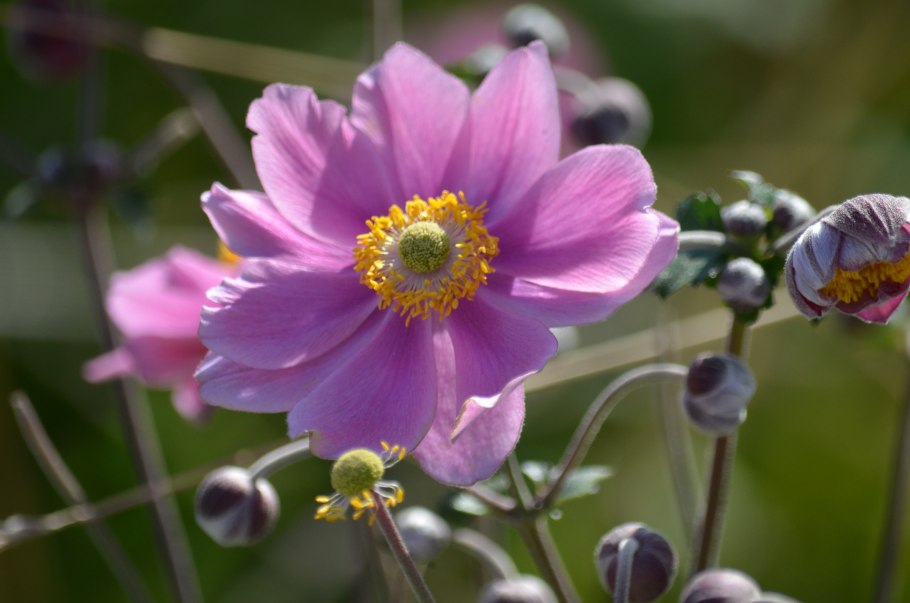 Анемона Lorelei