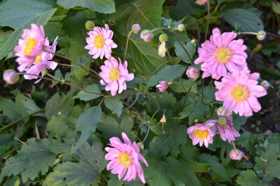 Анемона гибридная лорелай