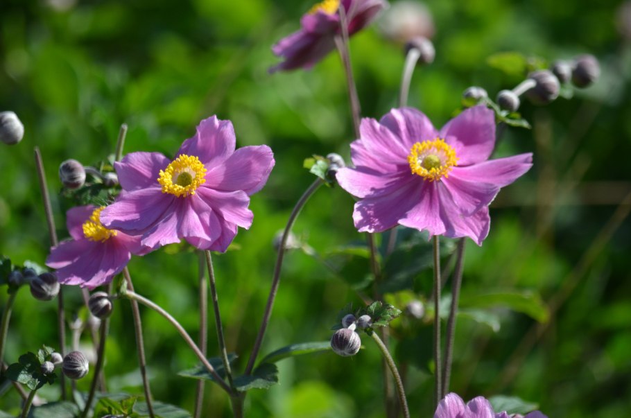 Анемона японская Лорелей