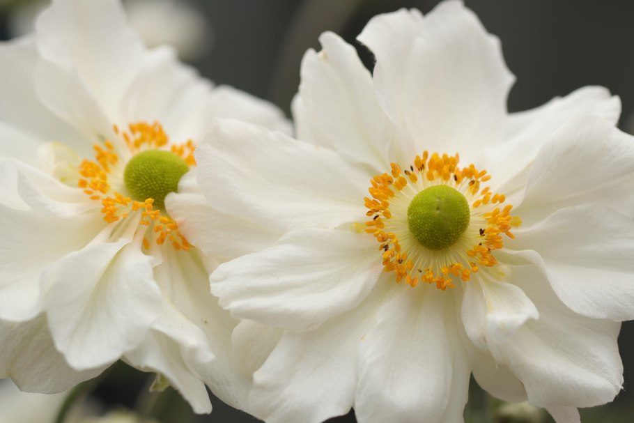Анемона корончатая (Anemone coronaria)