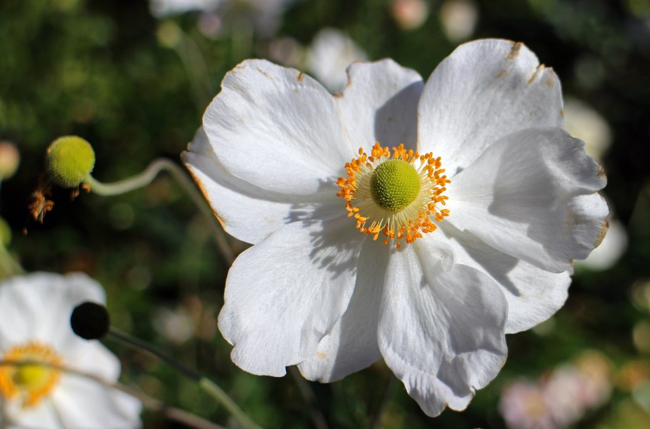 Анемона магелланская