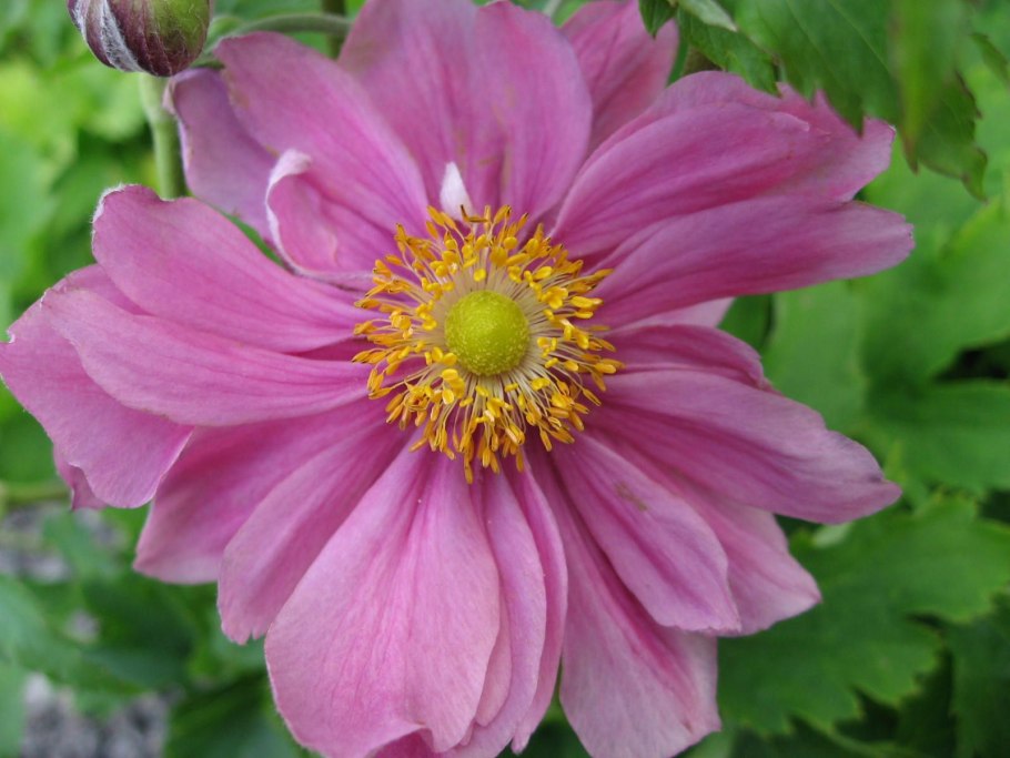 Анемона Претти леди