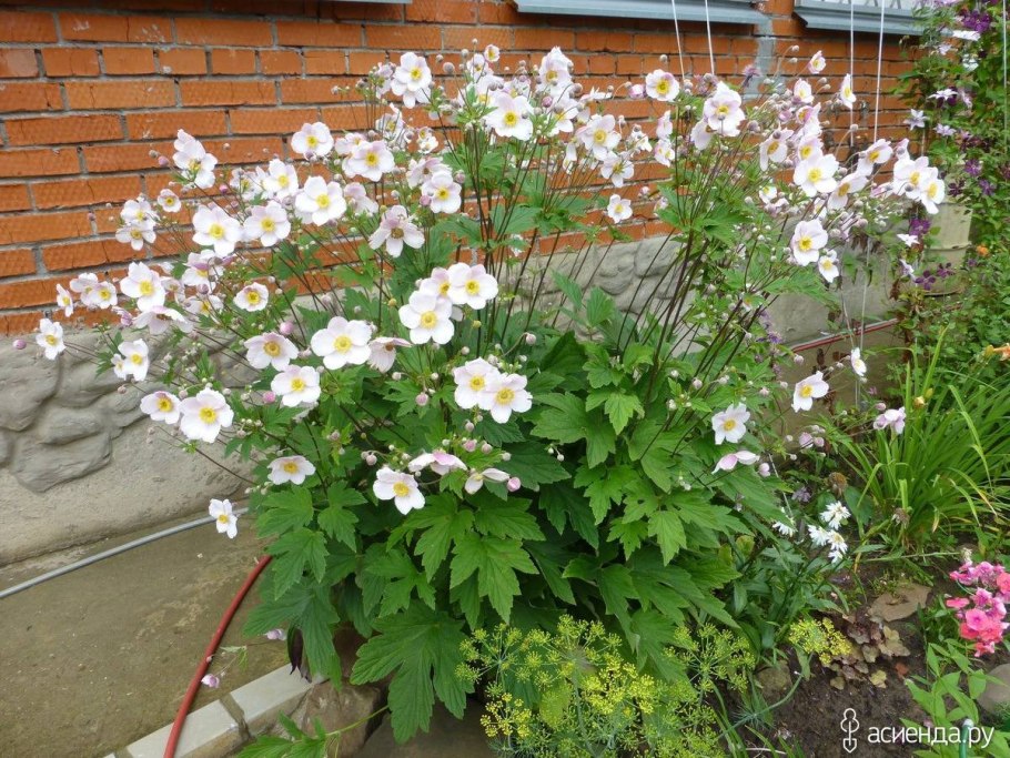 Анемона японская Вирлвинд