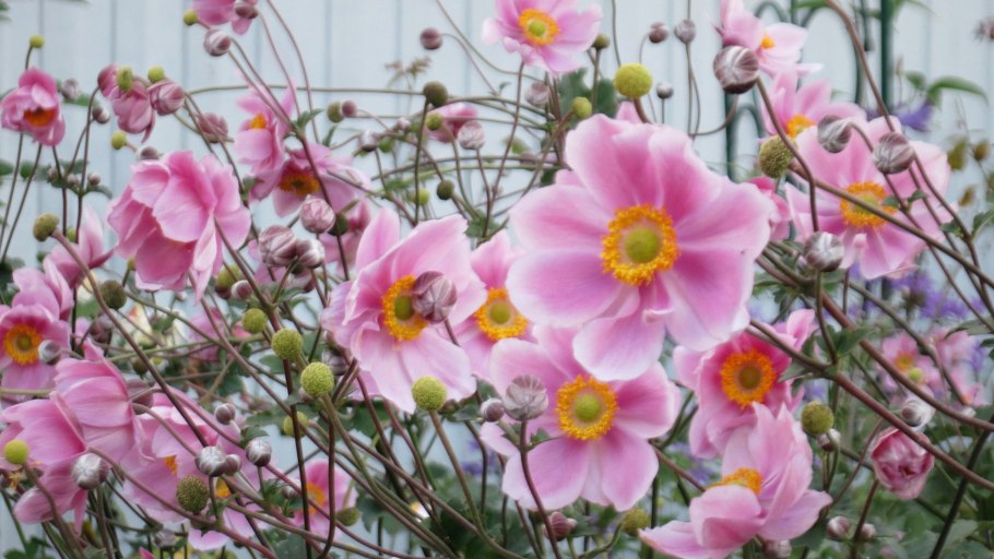 Анемона японская Вирлвинд белая