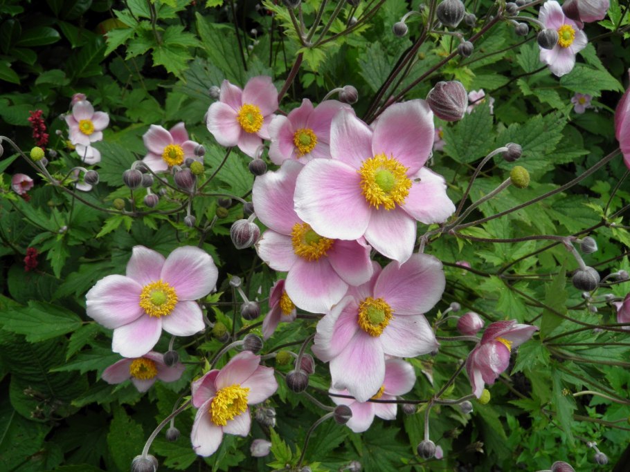Анемона кустарниковая