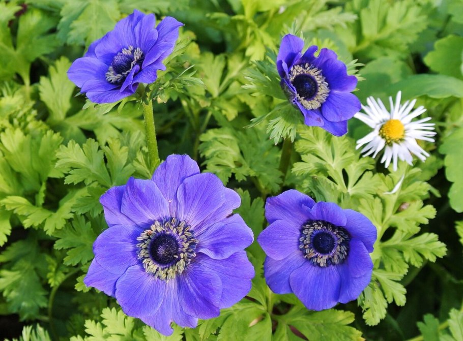 Анемон, ветреница (Anemone)