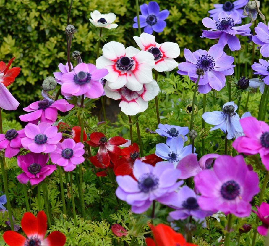 Ветреница японская махровая