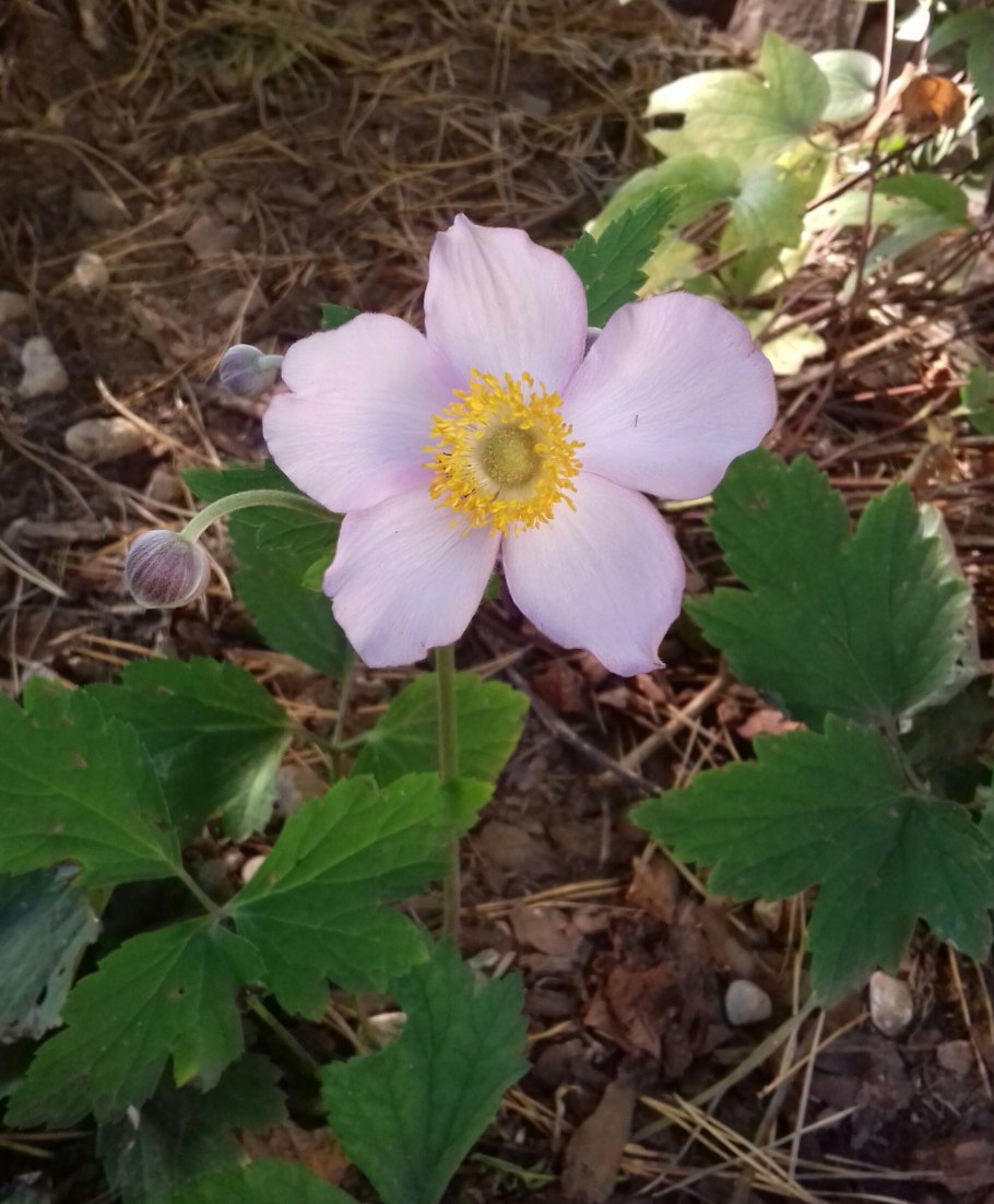 Анемона японская куст