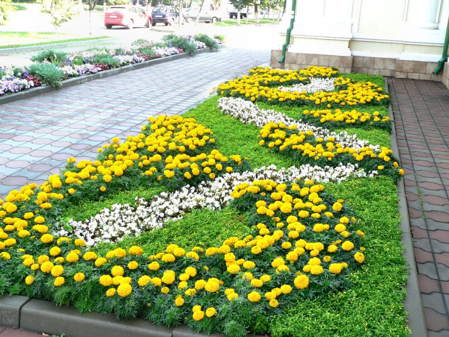 Бархатцы солнышко клумба