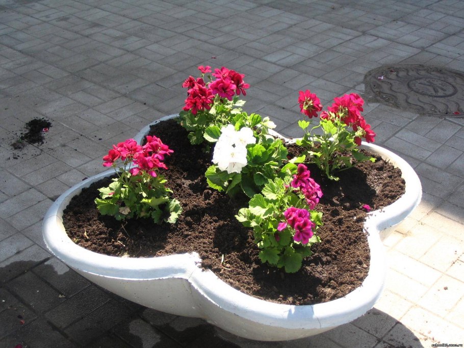 Цветы которые сажают на клумбах возле школы