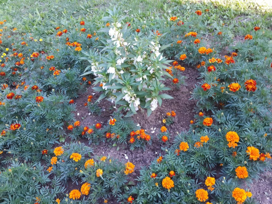 Аллиум котовник ландшафт