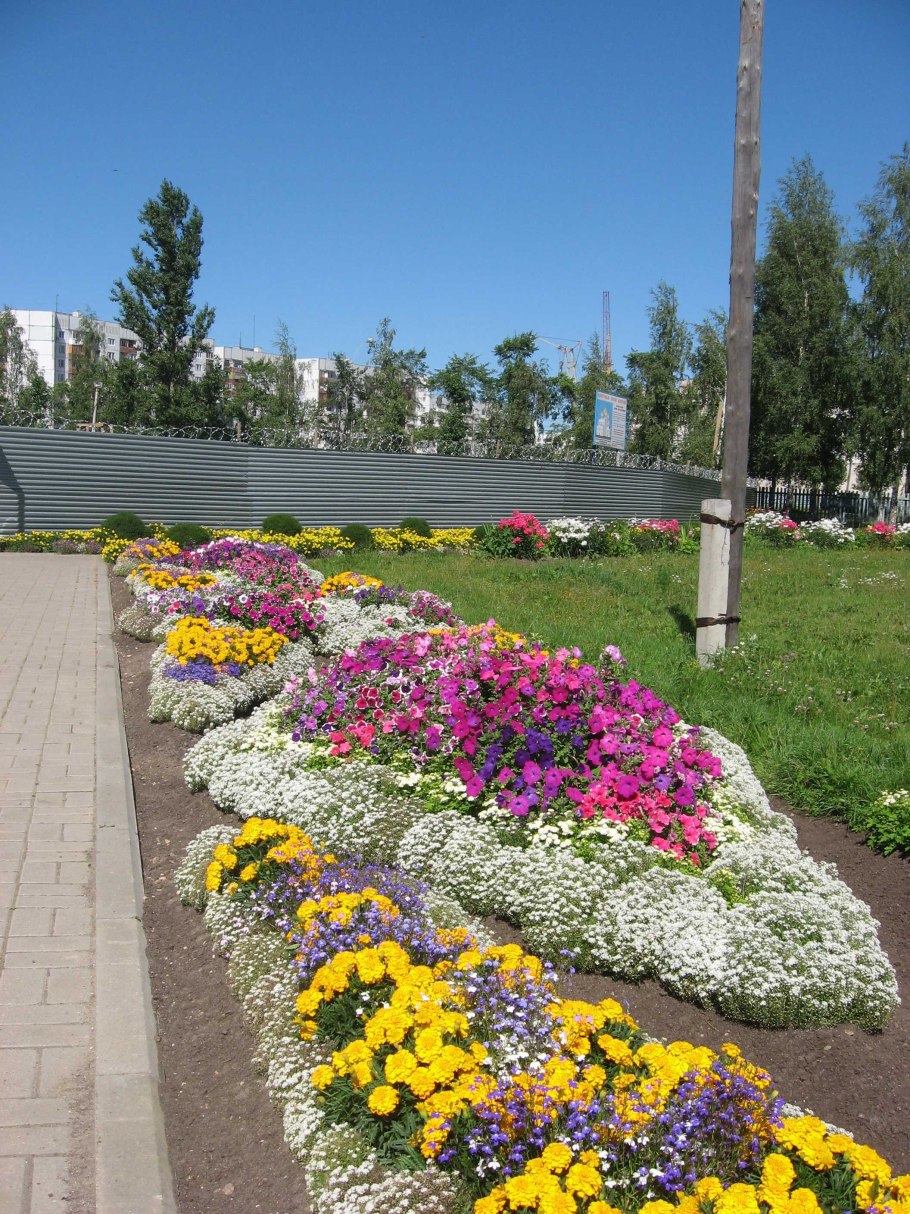 Цветы растущие возле школы