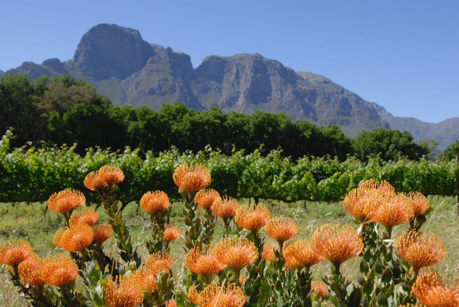 Ботанический сад Кирстенбош Кейптаун растения