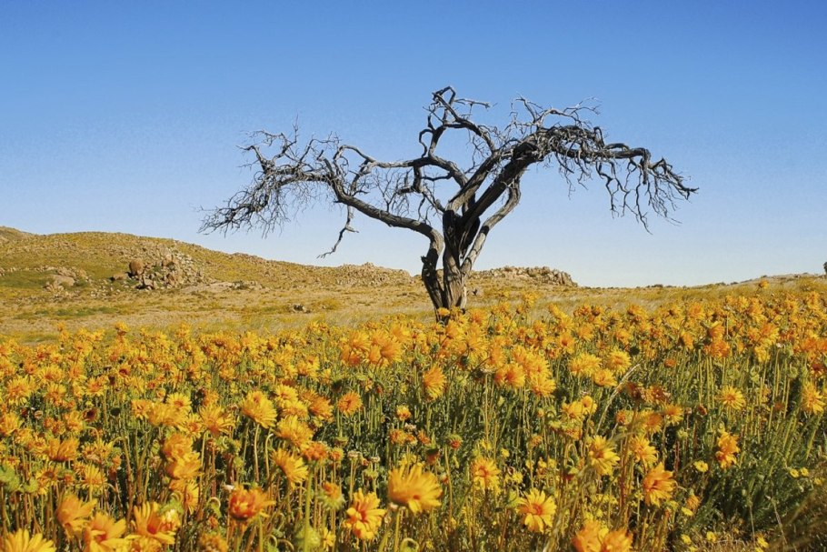 Стрелиция Reginae