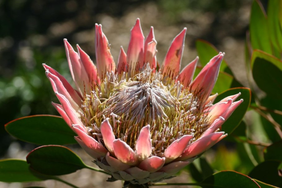 Протея олеандровидная