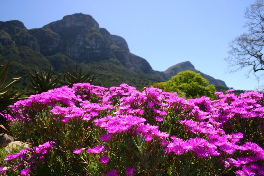 Ботанический сад кирстенбош
