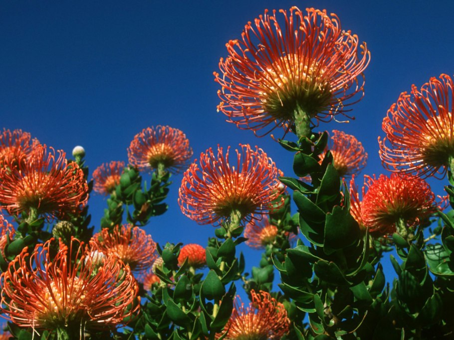 Ботанический сад Кирстенбош ЮАР