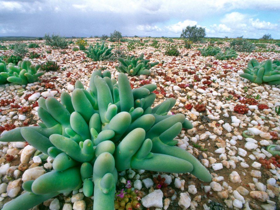 Килиманджаро гигантский крестовник