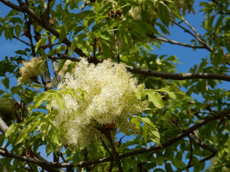 Сумах дубильный – Rhus coriaria l.