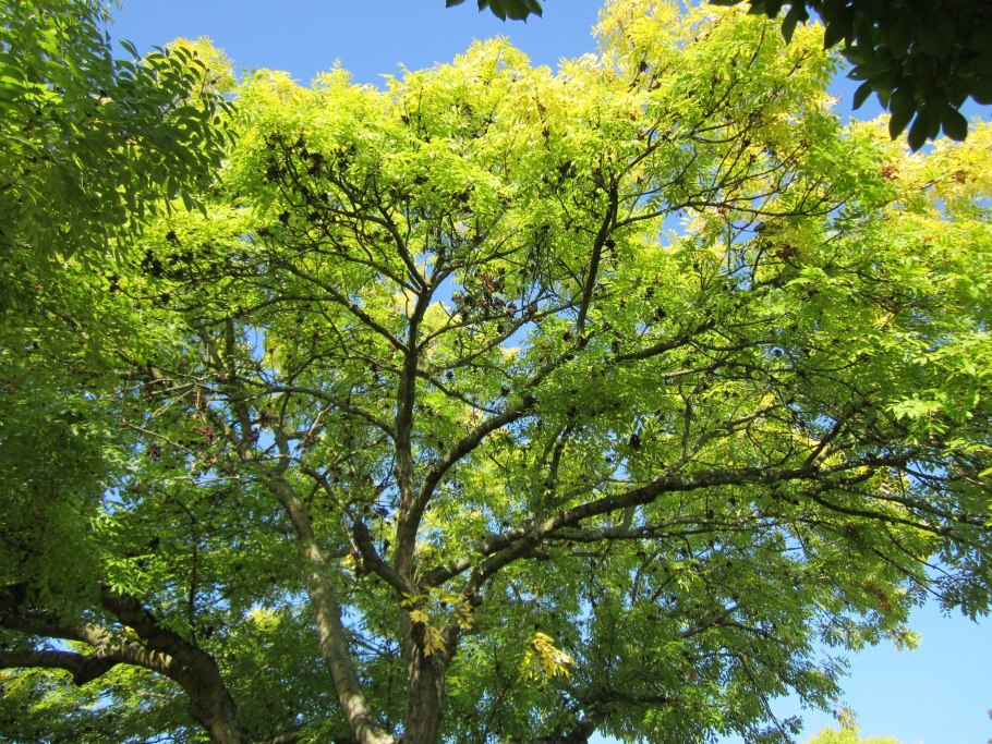 Phellodendron amurense кора