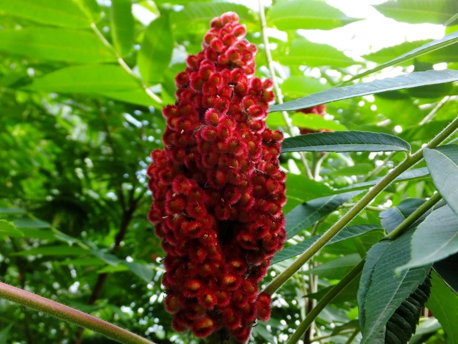 "Ясень обыкновенный (Fraxinus Exсelsior