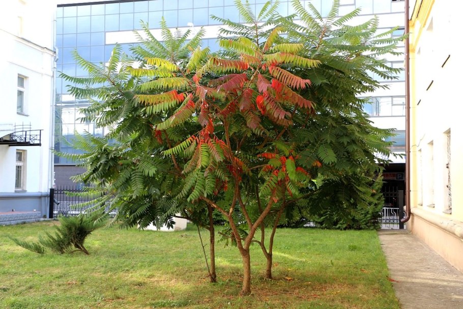 Сумах оленерогий Rhus typhina