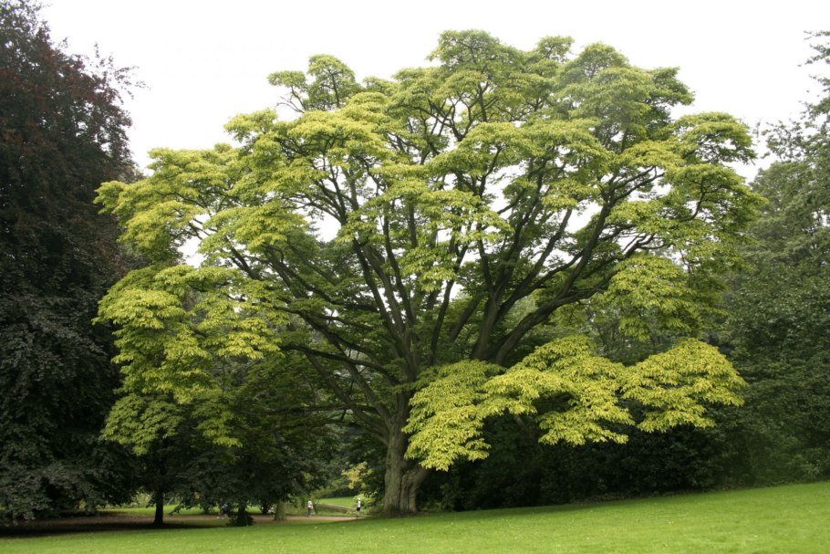 Сумах Rhus typhina