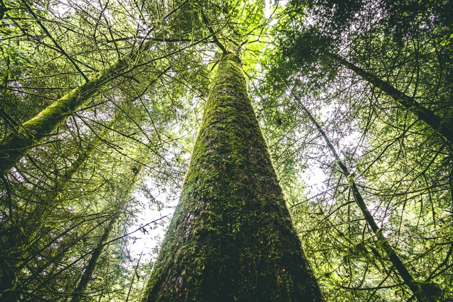 Juglans mandshurica дерево