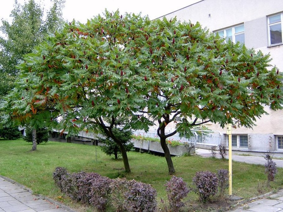 Rhus Verniciflua