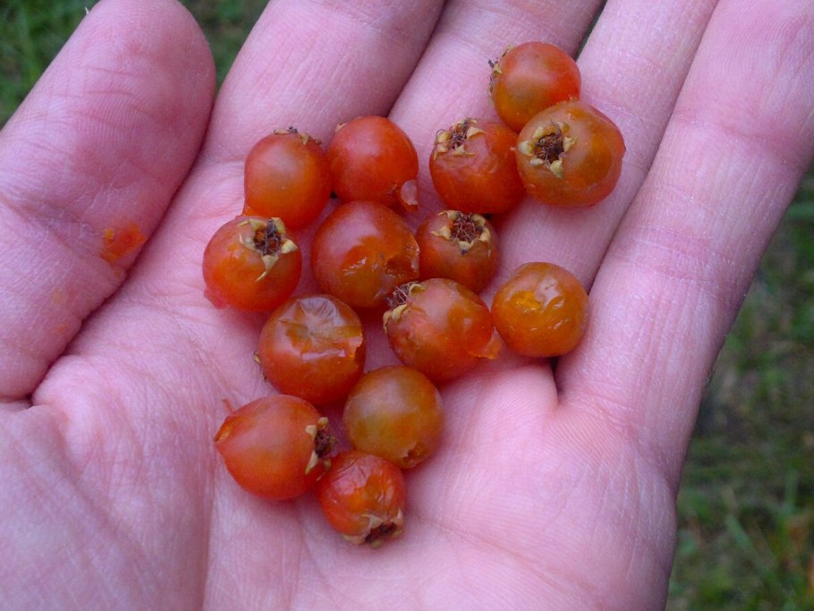 Боярка ягода желтая