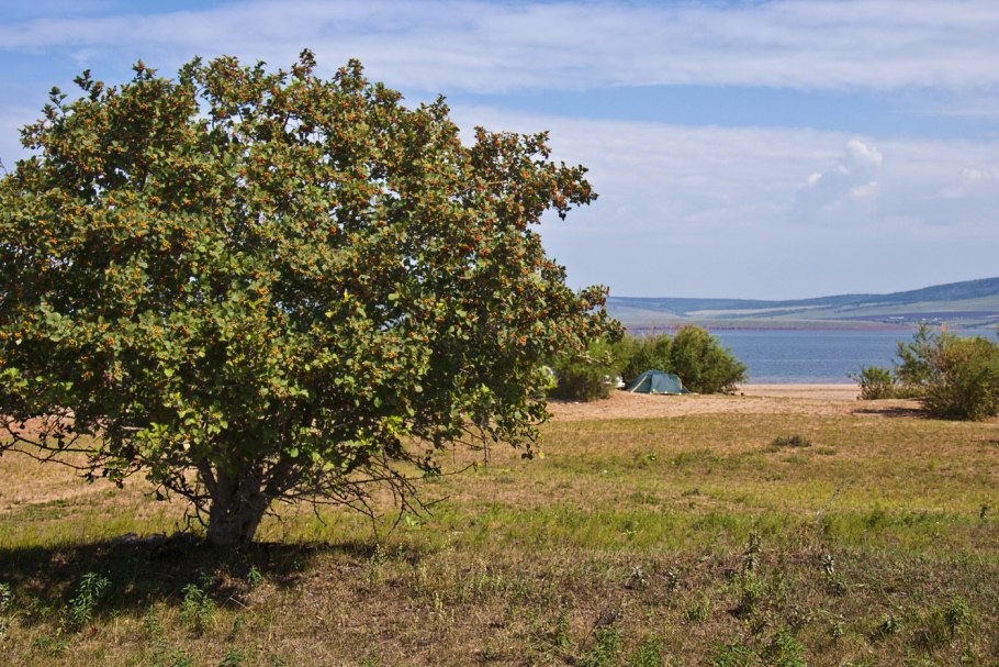Желтая Боярка дерево