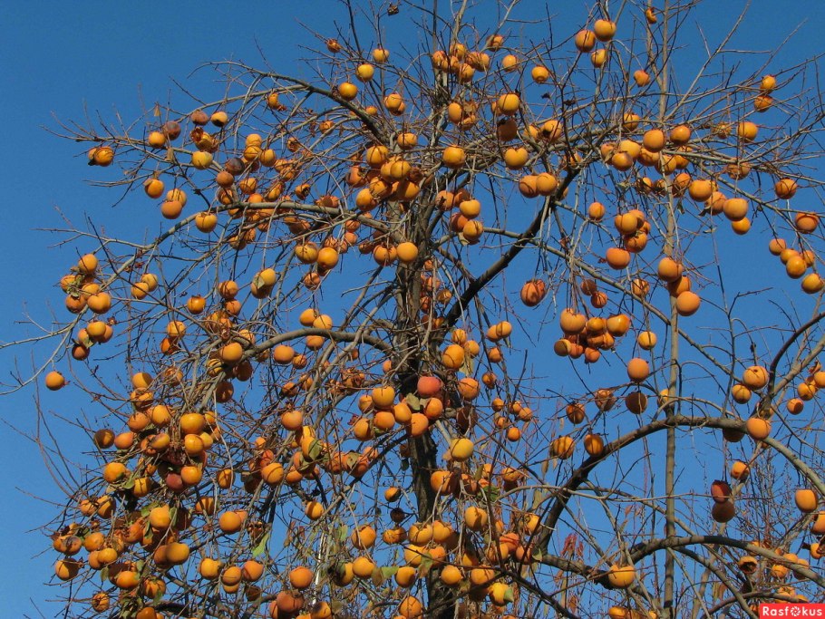 Хурма в Ташкенте